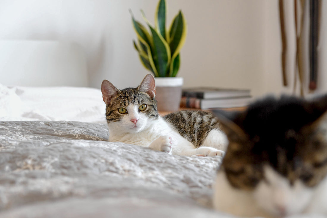 What is an Air Purifier?