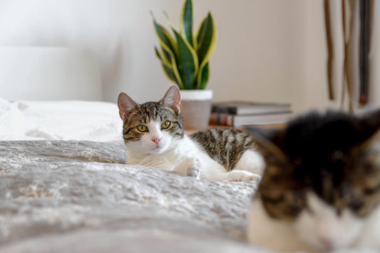 What is an Air Purifier?
