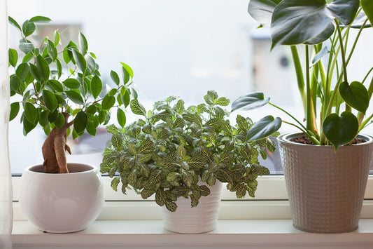 How to Improve Indoor Air Quality in Your Home