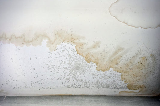 What is the Best Air Purifier for Mold