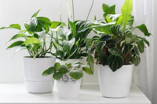 What Cleans the Air in a Room